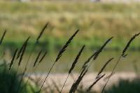 Phalaris arundinacea