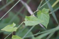 Convolvulus sepium