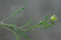 Rorippa sylvestris