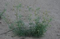 Plantago arenaria