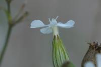 Silene latifolia