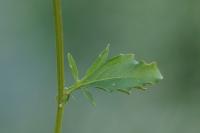 Barbarea vulgaris