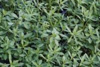Ludwigia