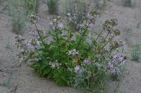 Saponaria officinalis