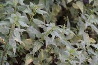 Urtica dioica