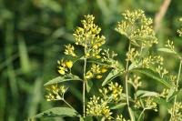 Lysimachia vulgaris