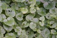 Glechoma hederacea