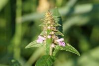 Stachys palustris