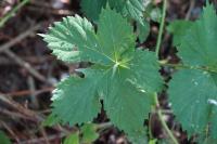 Humulus lupulus