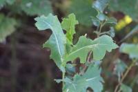 Lactuca serriola