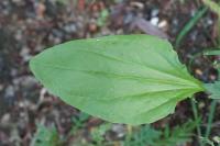 Plantago major