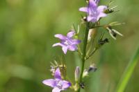 Campanula rapunculus