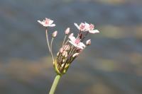 Butomus umbellatus
