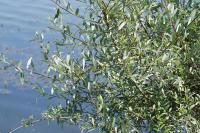 Salix alba