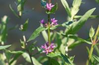 Lythrum salicaria