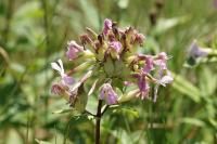 Saponaria officinalis