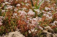 Sedum album