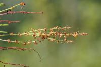 Rumex acetosella