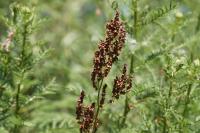 Rumex acetosa