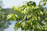 Acer negundo