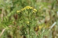 Tanacetum vulgare
