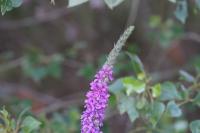 Lythrum salicaria