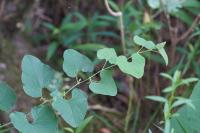 Aristolochia clematitis