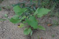 Xanthium orientale