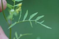 Rorippa sylvestris