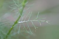 Tripleurospermum inodorum