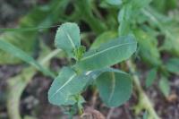 Lactuca serriola