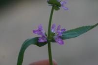 Stachys palustris