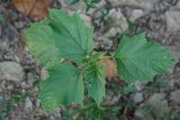 Datura stramonium
