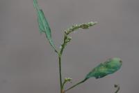 Persicaria lapathifolia