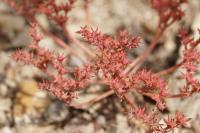 Sedum rubens