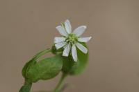 Stellaria aquatica
