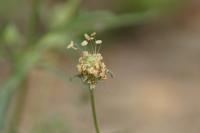 Plantago arenaria