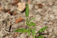 Persicaria lapathifolia