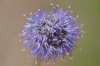 Jasione montana