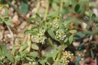 Corrigiola litoralis subsp. litoralis