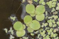 Spirodela polyrhiza