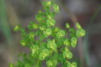 Euphorbia stricta