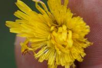 Hypochaeris radicata