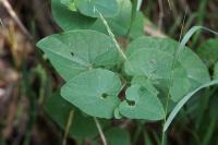 Aristolochia clematitis