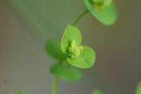 Euphorbia stricta