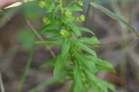 Euphorbia stricta