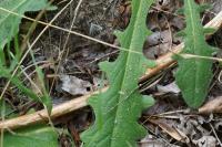 Hypochaeris radicata