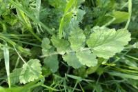 Pastinaca sativa