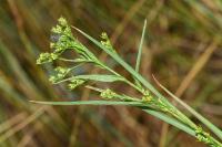 Bupleurum gerardi