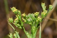 Bupleurum gerardi